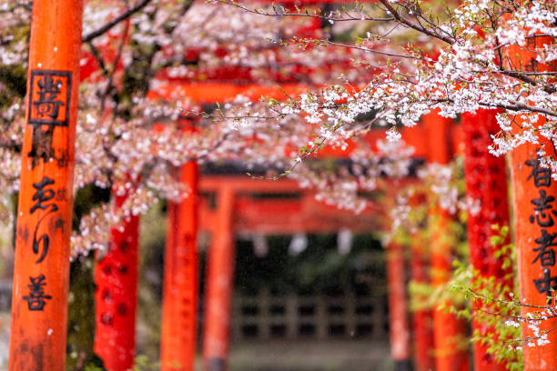 pomarańczowa czerwień takenaka inari jinja shrine bramy i drzewa kwitnące wiśniowo z kwitnących kwiatów w parku ogrodowym - country road tunnel tree road zdjęcia i obrazy z banku zdjęć