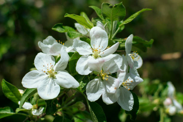 istock white flowers on an apple tree branch, blooms in spring, close-up 1148460291
