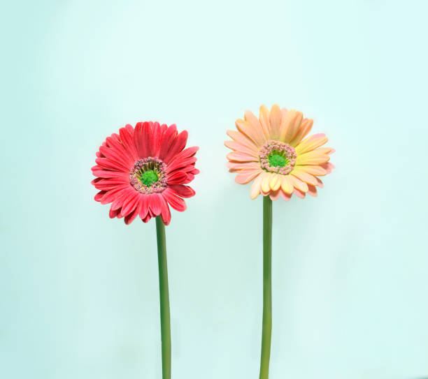 istock Gerbera daisy on blue background. Minimalistic concept 1148460519