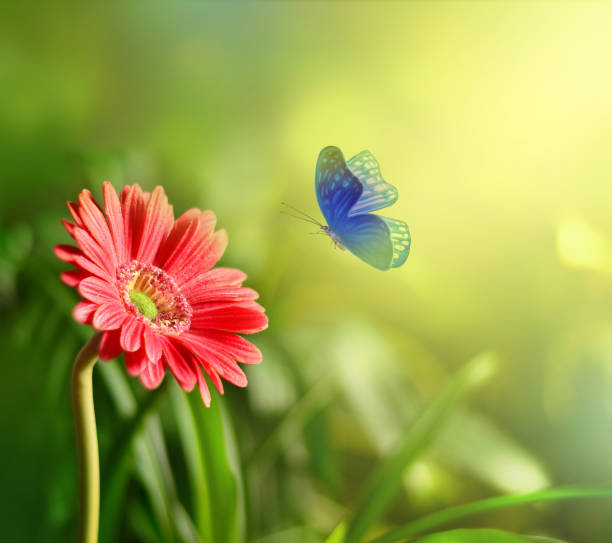 istock Gerbera with blur shiny background. Nature background 1148460526