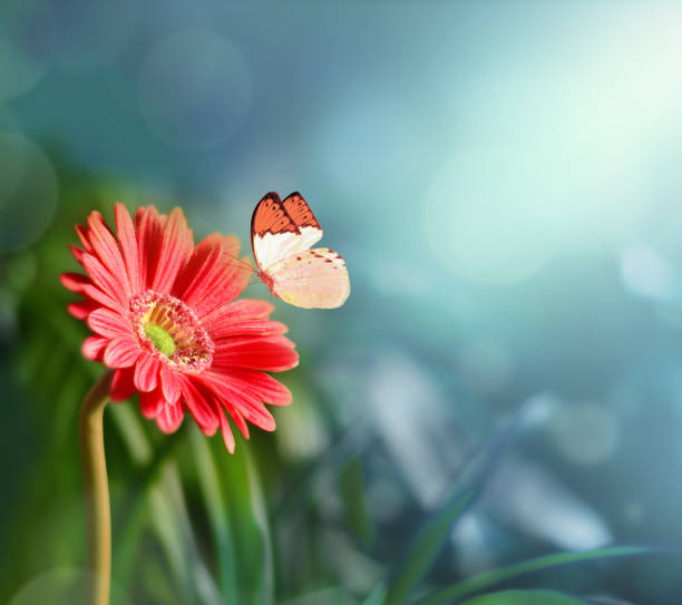 istock Gerbera with blur shiny background. Nature background 1148460529
