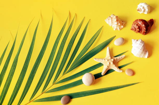 istock Summer vibes. Tropical palm leaf, seashells and starfish. Flat lay, top view 1148460581