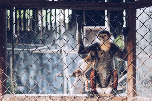 istock The monkey and baby in the zoo 1148461957