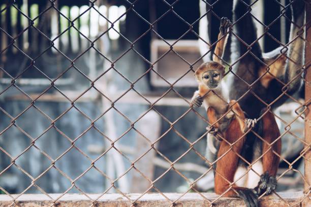 istock The monkey and baby in the zoo 1148461966