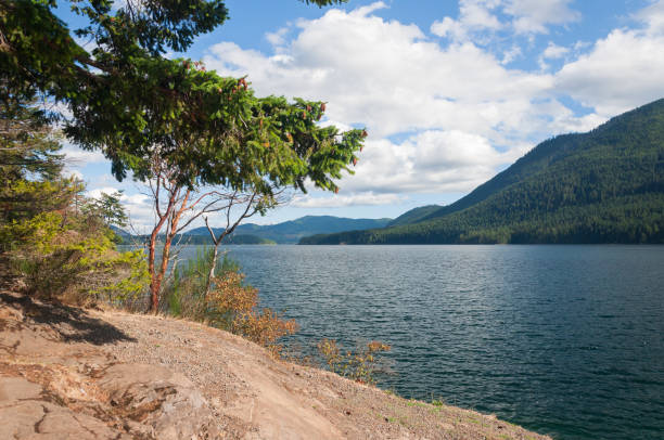 istock Trees and forest in the lake Cushman area 1148468717