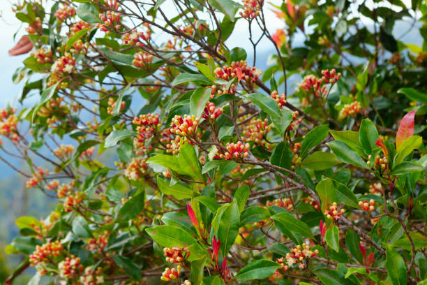 Clove tree with spicy raw flowers and sticks Clove tree with blooming  flowers, fresh green leaves and red raw buds growing in Indonesia. Tropical plants, natural food spices, producing aromatic ingredients and oil in mountains plantations. clove spice stock pictures, royalty-free photos & images