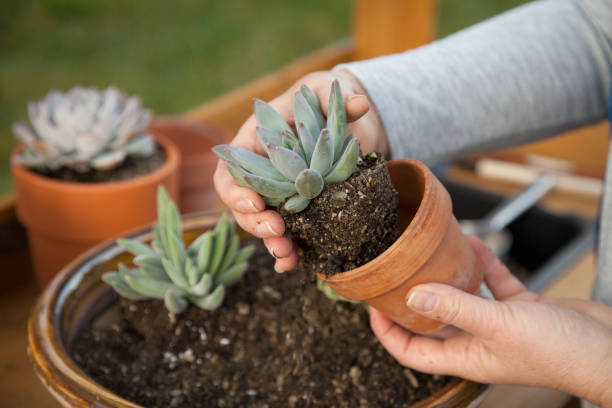 Planting Succulent Plants stock photo