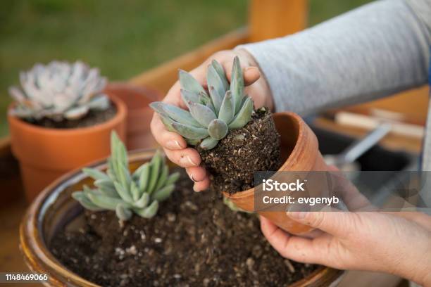 Planting Succulent Plants Stock Photo - Download Image Now - Succulent Plant, Planting, Echeveria