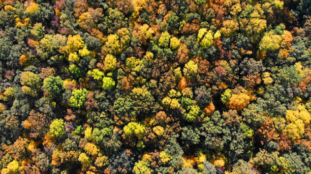 istock Autumn forest aerial landscape 1148470641