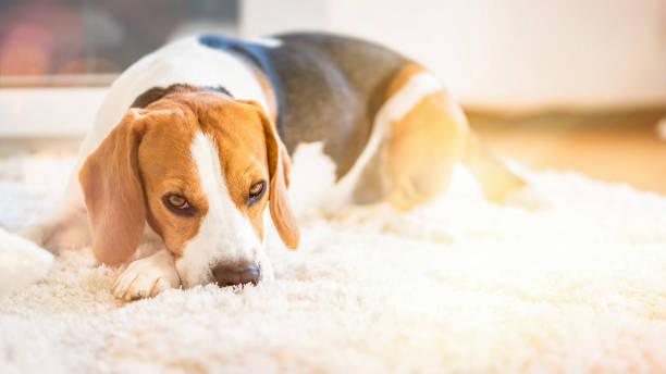 istock Beagle dog lying down on a carpet looking tired 1148470703