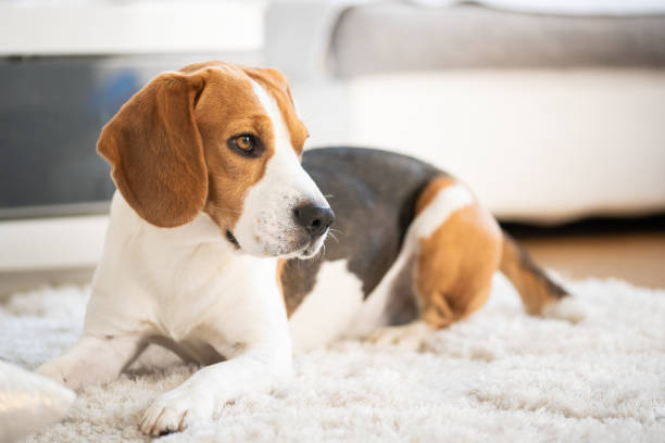 istock Beagle dog close up on a carpet falling asleep. Original photo 1148470748