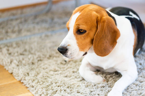 istock Beagle dog lying down on a carpet looking tired or sad. 1148470810