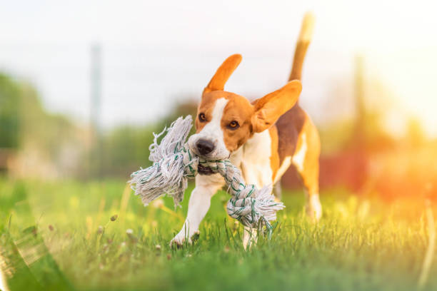 istock Dog Beagle running and jumping with a toy 1148470834