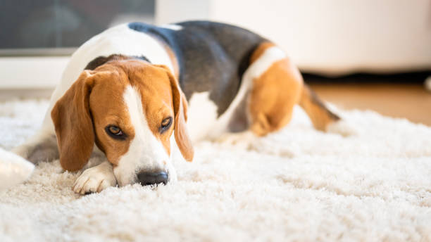 istock Beagle dog lying down on a carpet looking tired. Original photo 1148470983