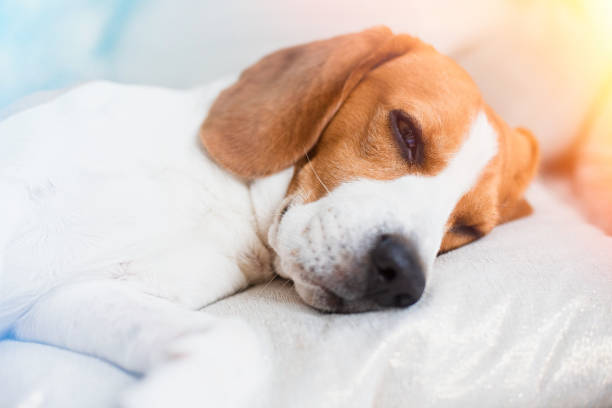 istock Beagle dog close up on a carpet falling asleep. Edited photo with light leaks 1148471089