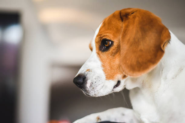 istock Beagle dog sad eyes big nose. Portrait 1148471746