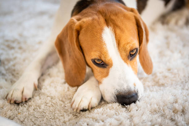istock Beagle dog lying down on a carpet looking tired 1148471772