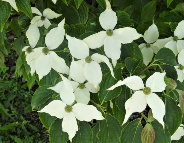 istock Chinese Dogwood/Cornus kousa in Full Bloom - Part 1 1148471896