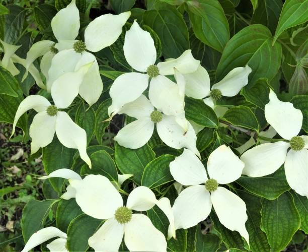istock Chinese Dogwood/Cornus kousa in Full Bloom - Part 1 1148471901