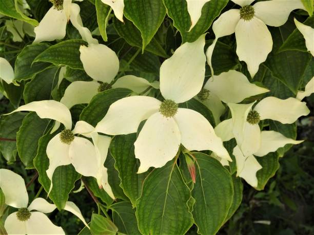 istock Chinese Dogwood/Cornus kousa in Full Bloom - Part 1 1148471942