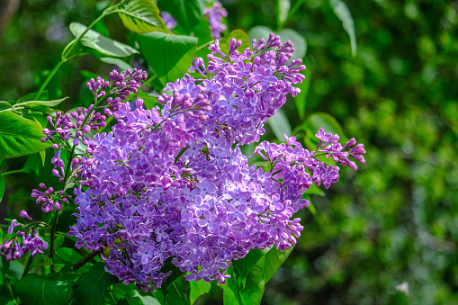 purple lilac in front of green background