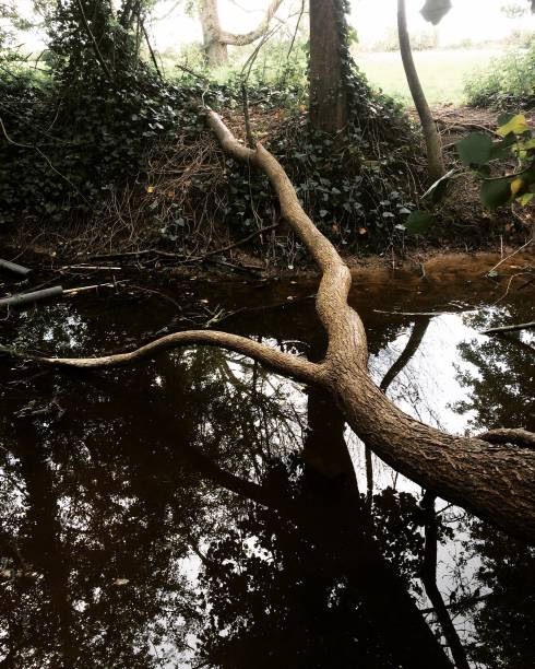 istock A photograph of a fallen tree branch across a pond 1148490074