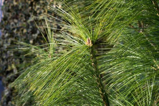 Branch of Pinus wallichiana also known as Himalayan pine or Bhutan pine in a garden. Pinus wallichiana is a coniferous evergreen tree native to the Himalaya. The needles are in bundles of five and are 12–18 cm long and often droop gracefully. pinus wallichiana stock pictures, royalty-free photos & images