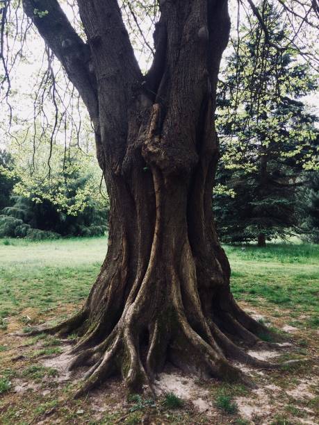 istock A colour photograph of a Lime tree trunk. 1148490246
