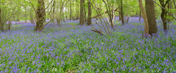 istock Bluebell woods in bloom 1148490267