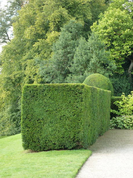 istock A colour photograph of a square cut box tree topiary hedge. 1148490309