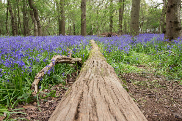 istock Bluebell woods in bloom 1148490645