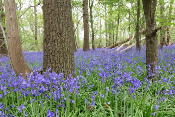 istock Bluebell woods in bloom 1148491595