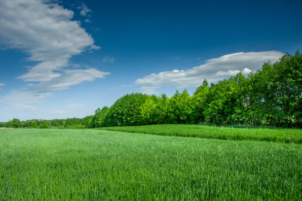 istock Green field with grain, forest and clouds on a blue sky 1148491786