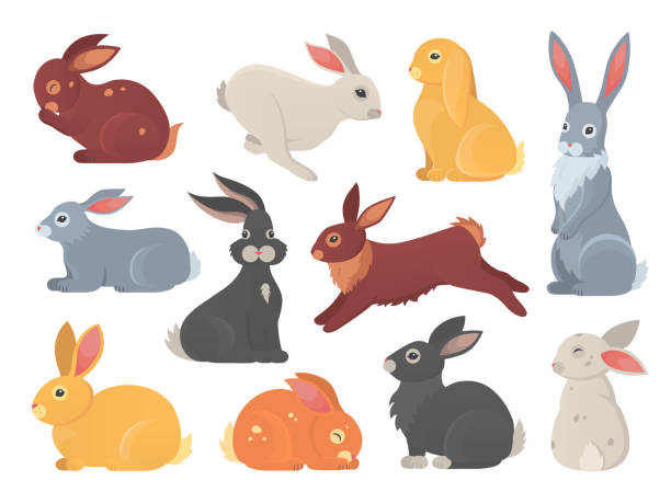 ilustraciones, imágenes clip art, dibujos animados e iconos de stock de conjunto vectorial de conejos lindos en estilo de dibujos animados. silueta de mascota de conejo en diferentes poses. colección de animales coloridos de liebre y conejo. - conejo animal