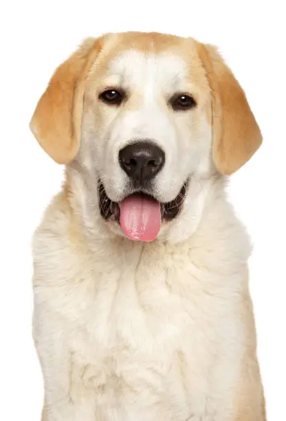 Close-up of a happy Alabai dog, isolated on white background