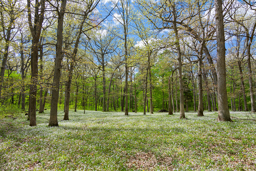 Open field in woods.  Spring in Matthiessen State Park, Illinois.