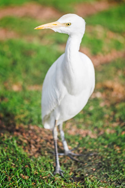 istock White egret searching food 1148496225