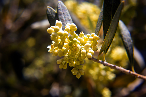 View of Olive Tree Flowers