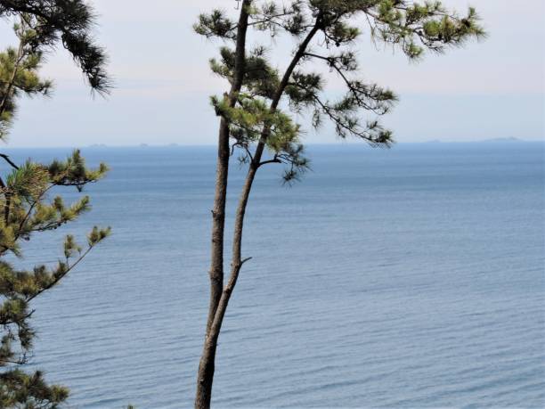 Nota peninsula, Ishikawa. Pine trees at the seacoaseacost