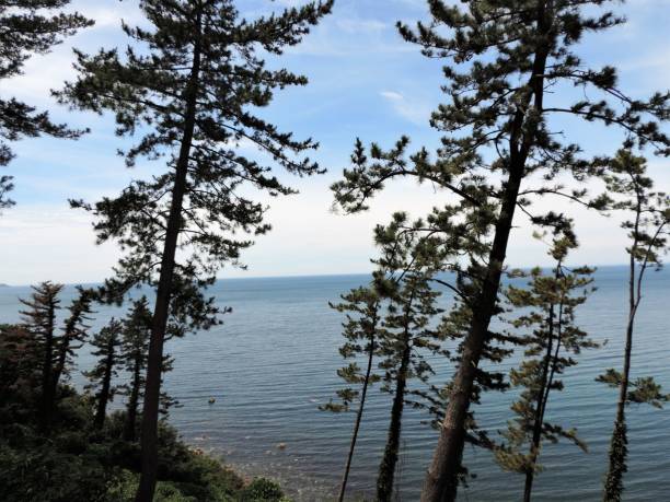 Nota peninsula, Ishikawa. Pine trees at the seacoast. 2