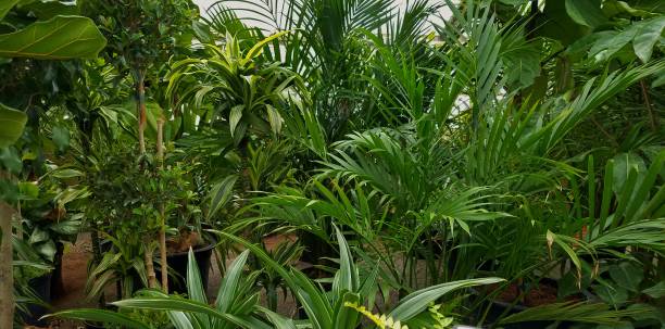 Tropical Palm Varieties in a Large Greenhouse