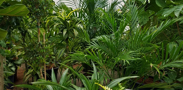 Large grouping of different palm trees and ferns, plenty of greenery, in a large greenhouse scene