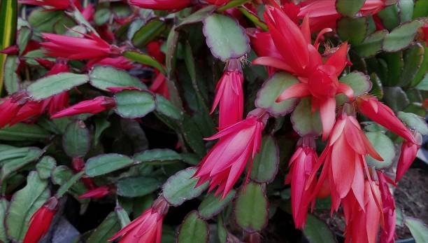 istock Hot Pink Ornamental Flower Bunch, Close Up 1148501048