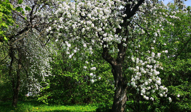 istock Flowering of the garden 1148501404