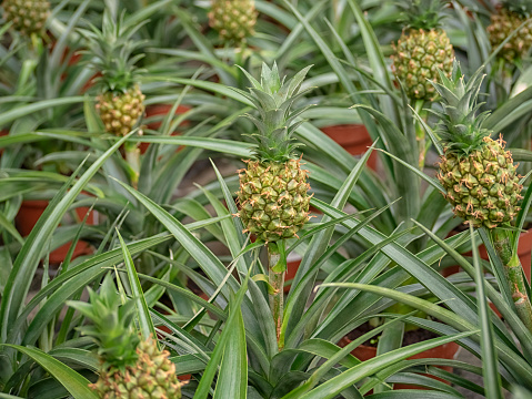 Young plant of ananas fruit, almost mature in a garden.
