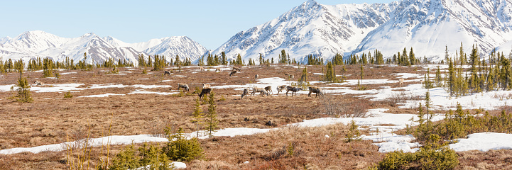 Caribou Herd in Snowcapped Mountain Panorama