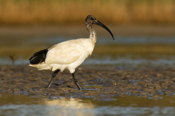 istock Australian Ibis  - Threskiornis moluccus black and white ibis from Australia looking for crabs during low tide 1148505787