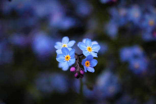 istock Bunch of Forget Me Nots 1148505792