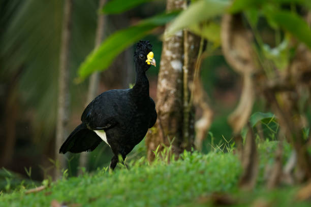 Great Curassow - Crax rubra large, pheasant-like bird from the Neotropical rainforests, from Mexico, through Central America to western Colombia and northwestern Ecuador.