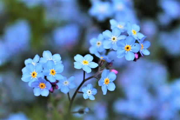 bright forget me nots - focus on foreground plant flower temperate flower fotografías e imágenes de stock